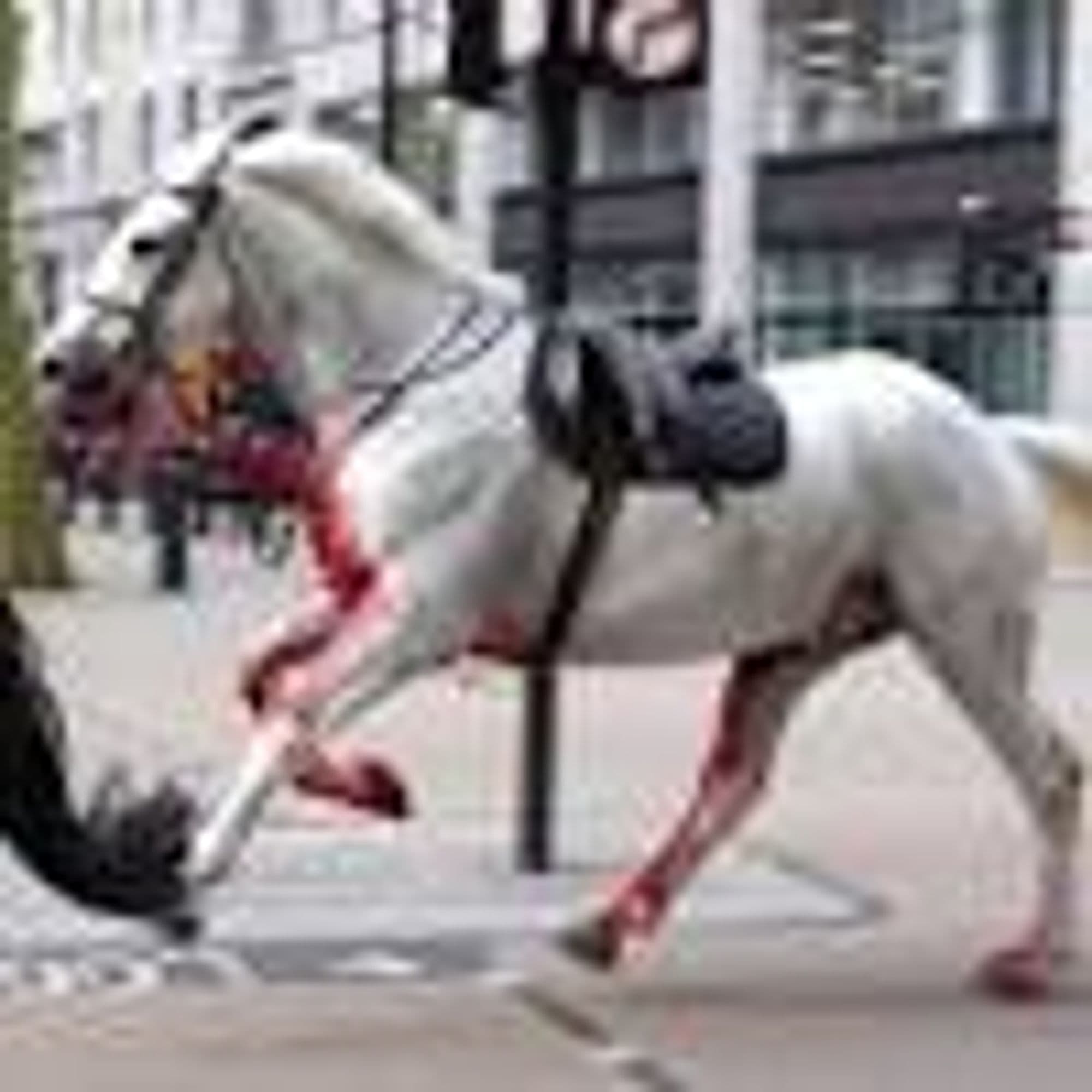 # The Great Escape: Chaos in London as Household Cavalry Horses Rampage Through the City