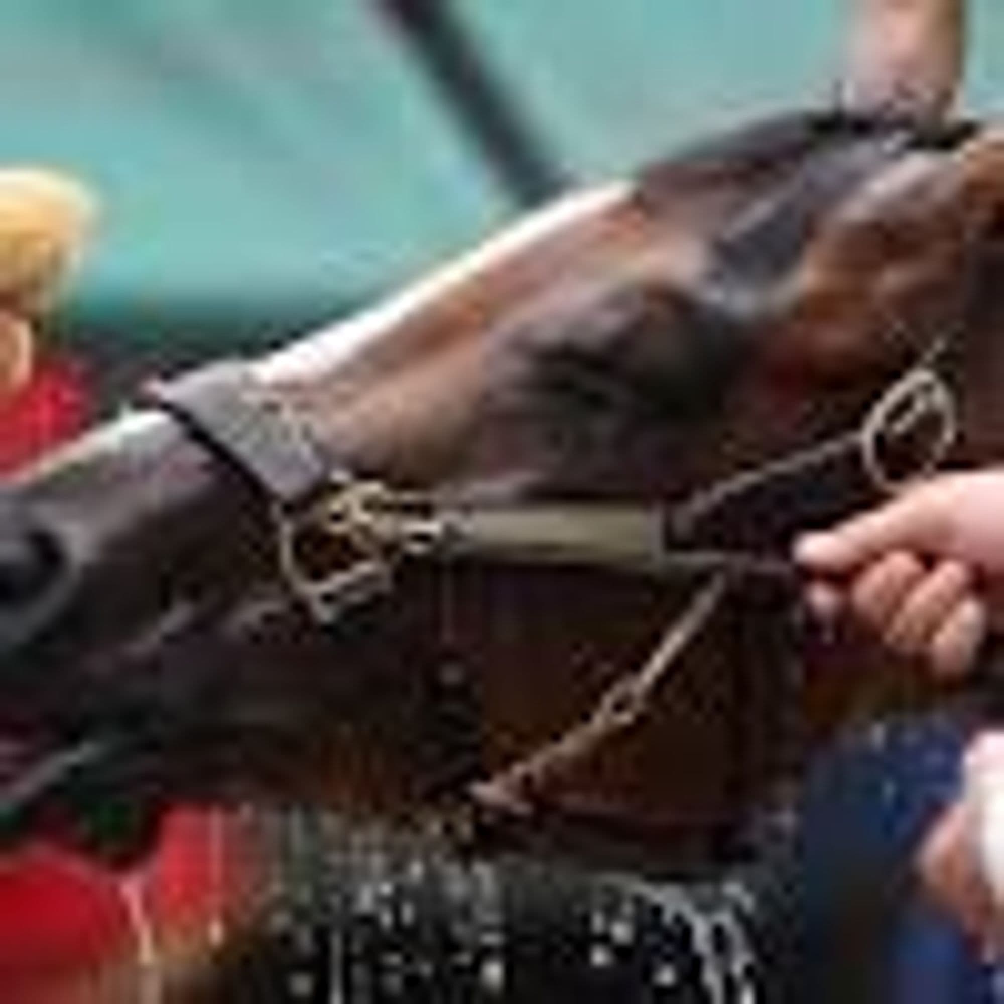 Seize the Grey Triumphs at Preakness Stakes, Denying Mystik Dan a Shot at Triple Crown Glory